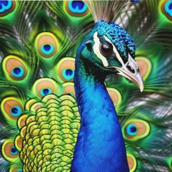 joyouspeacock